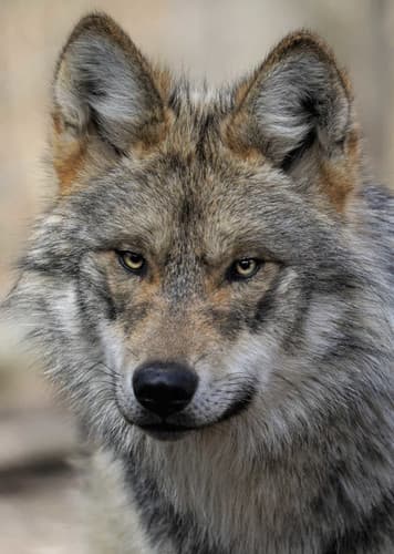 Mexican Wolf