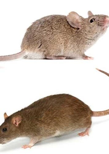 Mice/Rats