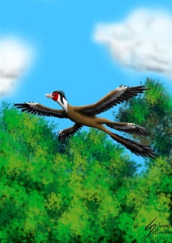 Microraptor