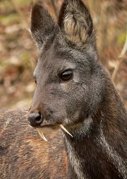 Milo (Musk Deer)