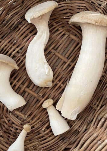 Young Matthew Quigley