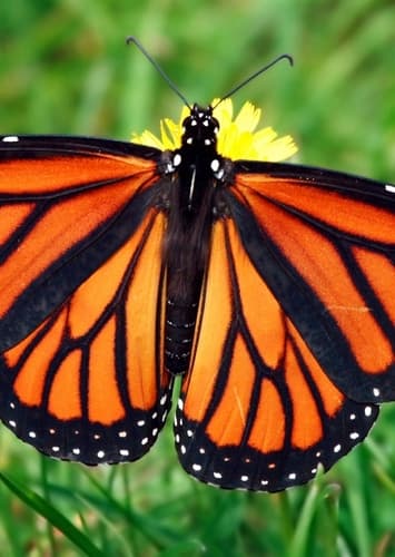 Monarch butterfly
