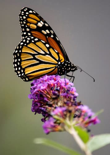 Monarch Butterfly
