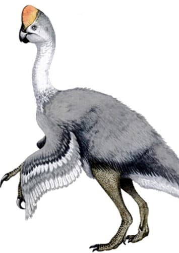 Mongol the Oviraptor