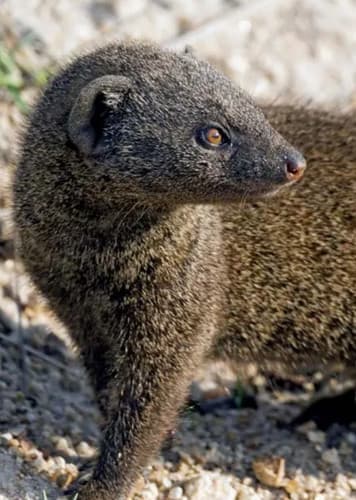 Mongoose