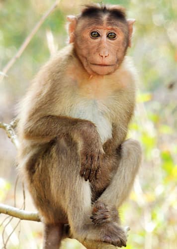 Monkey (Generic)