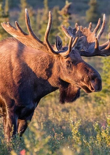 Moose
