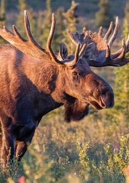 Moose