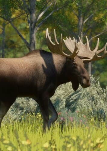Moose