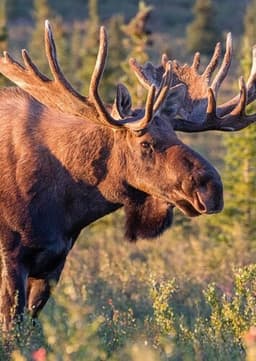 Moose
