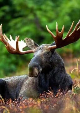 Moose