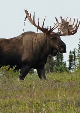 Moose