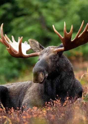 Moose