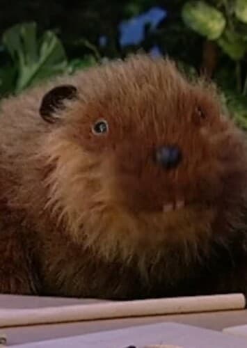 Morton the Beaver