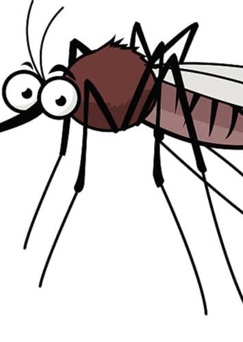 Mosquito