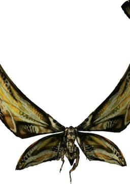Mothra