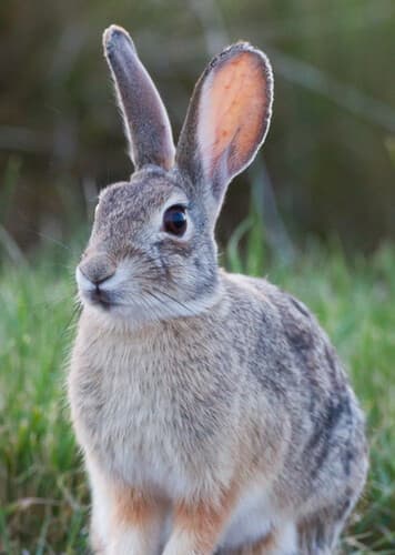 Mountain Cottontail Rabbit