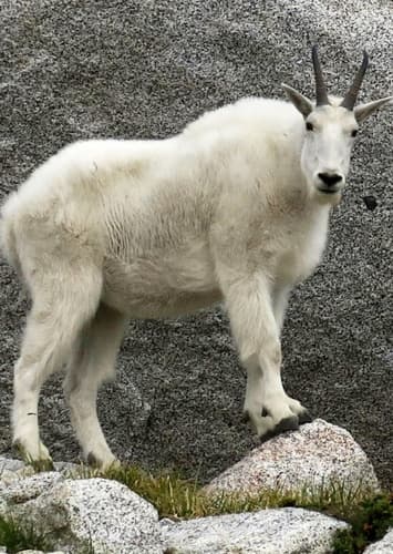 Mountain Goat