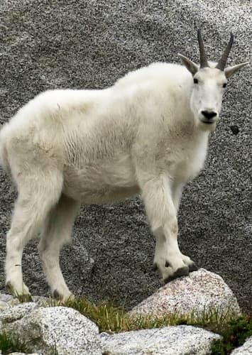 Mountain Goat