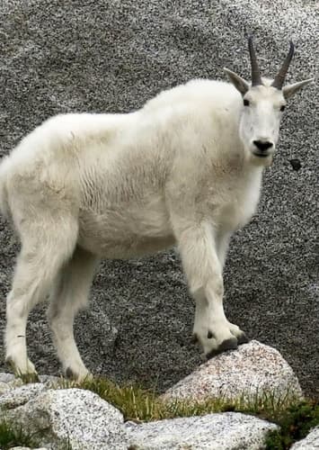 Mountain Goat