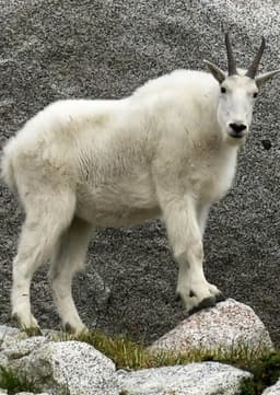Mountain Goat