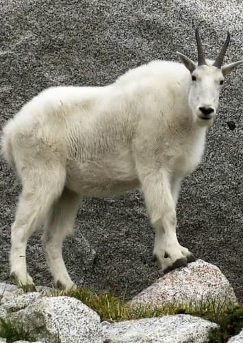 Mountain Goat