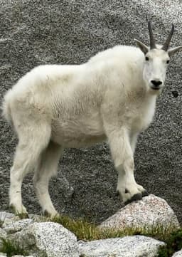 Mountain Goat