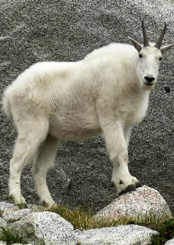 Mountain Goat