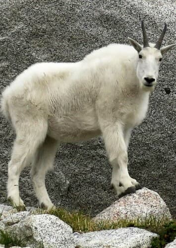 Mountain Goat