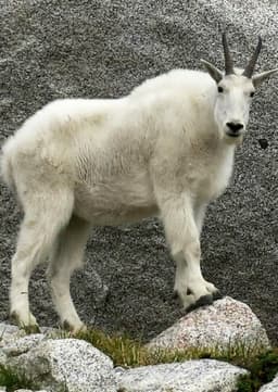 Mountain Goat
