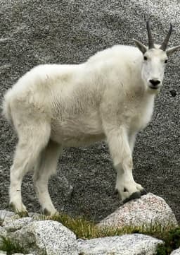 Mountain Goat