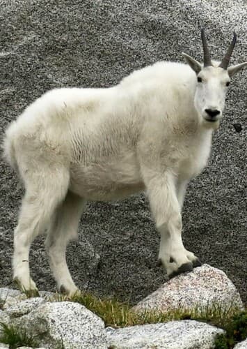 Mountain Goat
