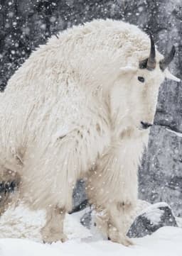 Mountain Goat