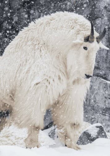 Mountain Goat