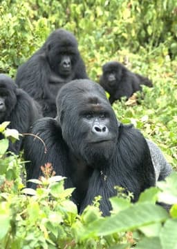 Mountain Gorilla