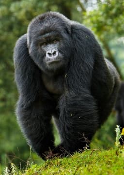 Mountain Gorilla