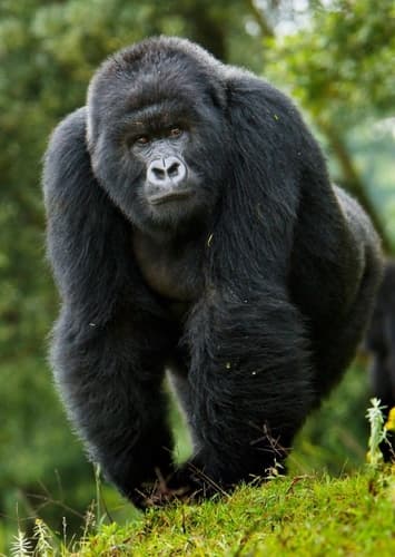 Mountain Gorilla