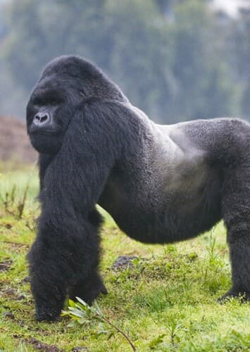 Mountain Gorilla