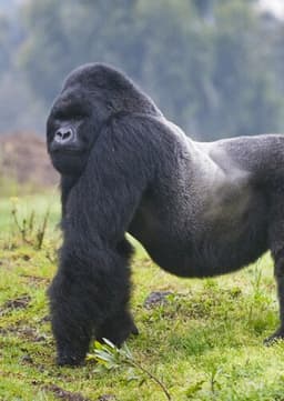 Mountain Gorilla