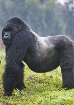 Mountain Gorilla