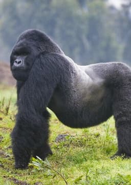 Mountain Gorilla