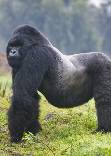 Mountain Gorilla