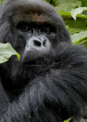 Mountain Gorilla