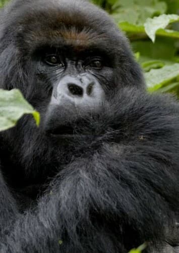 Mountain Gorilla