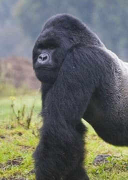 Mountain Gorilla