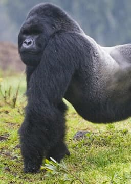 Mountain Gorilla