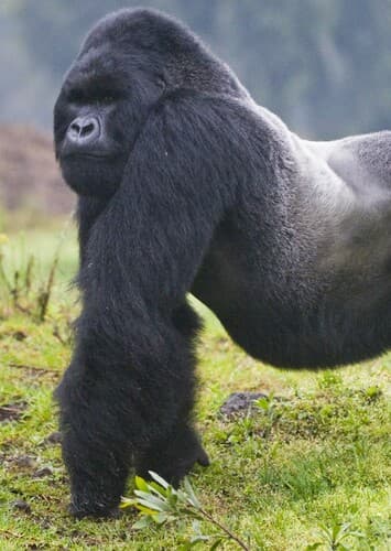 Mountain Gorilla