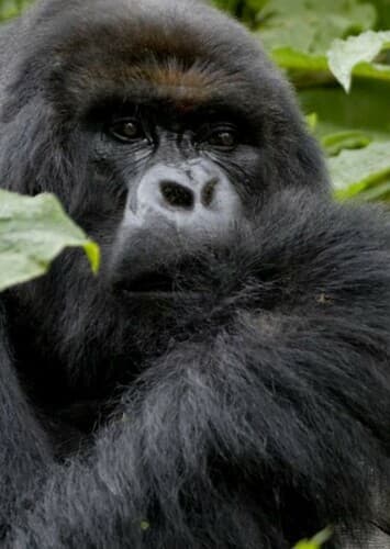 Mountain Gorilla