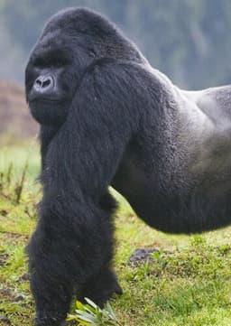 Mountain Gorilla