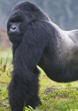 Mountain Gorilla